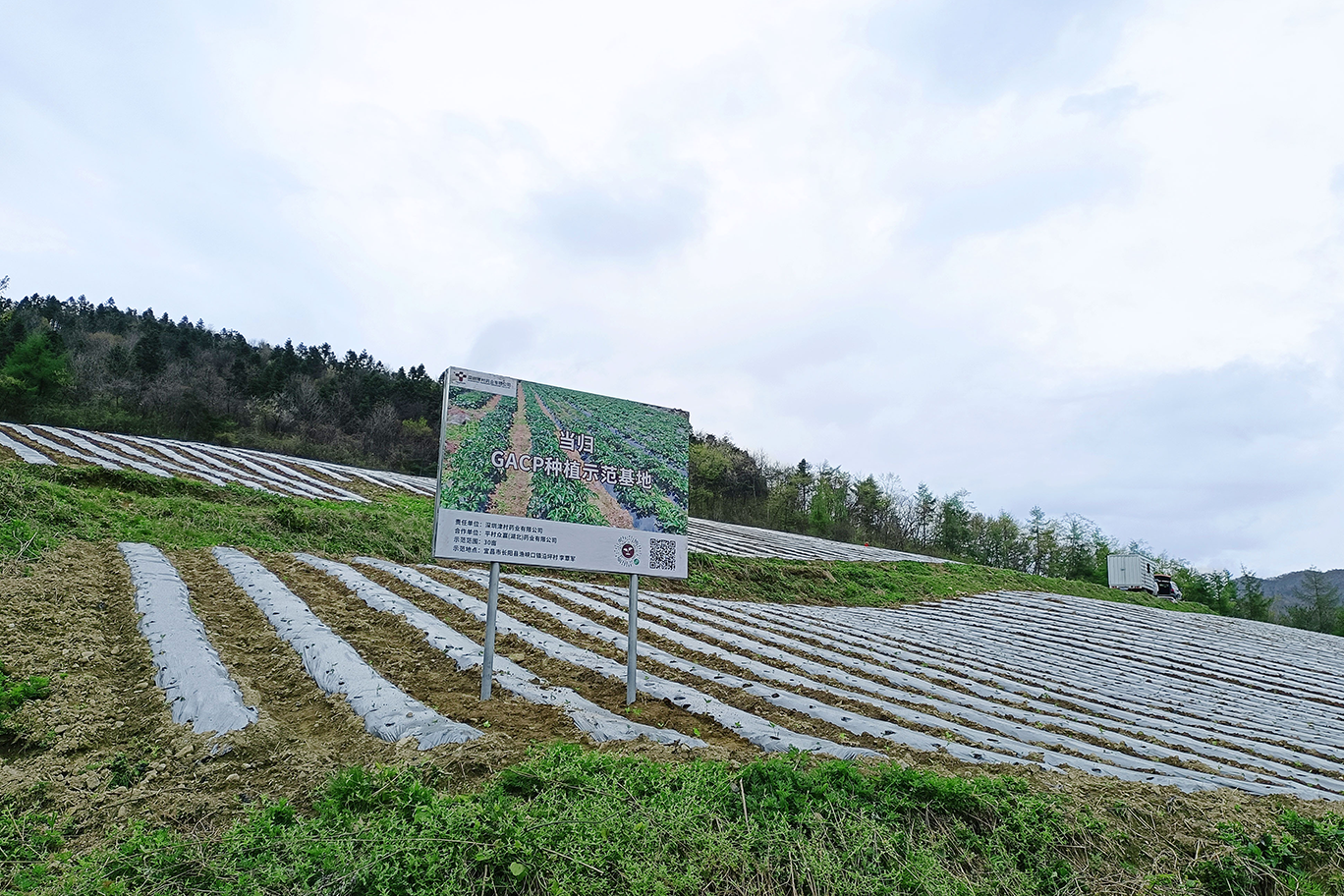 平村众赢，中药材原料出口，代用茶，平村众赢（湖北）药业有限公司