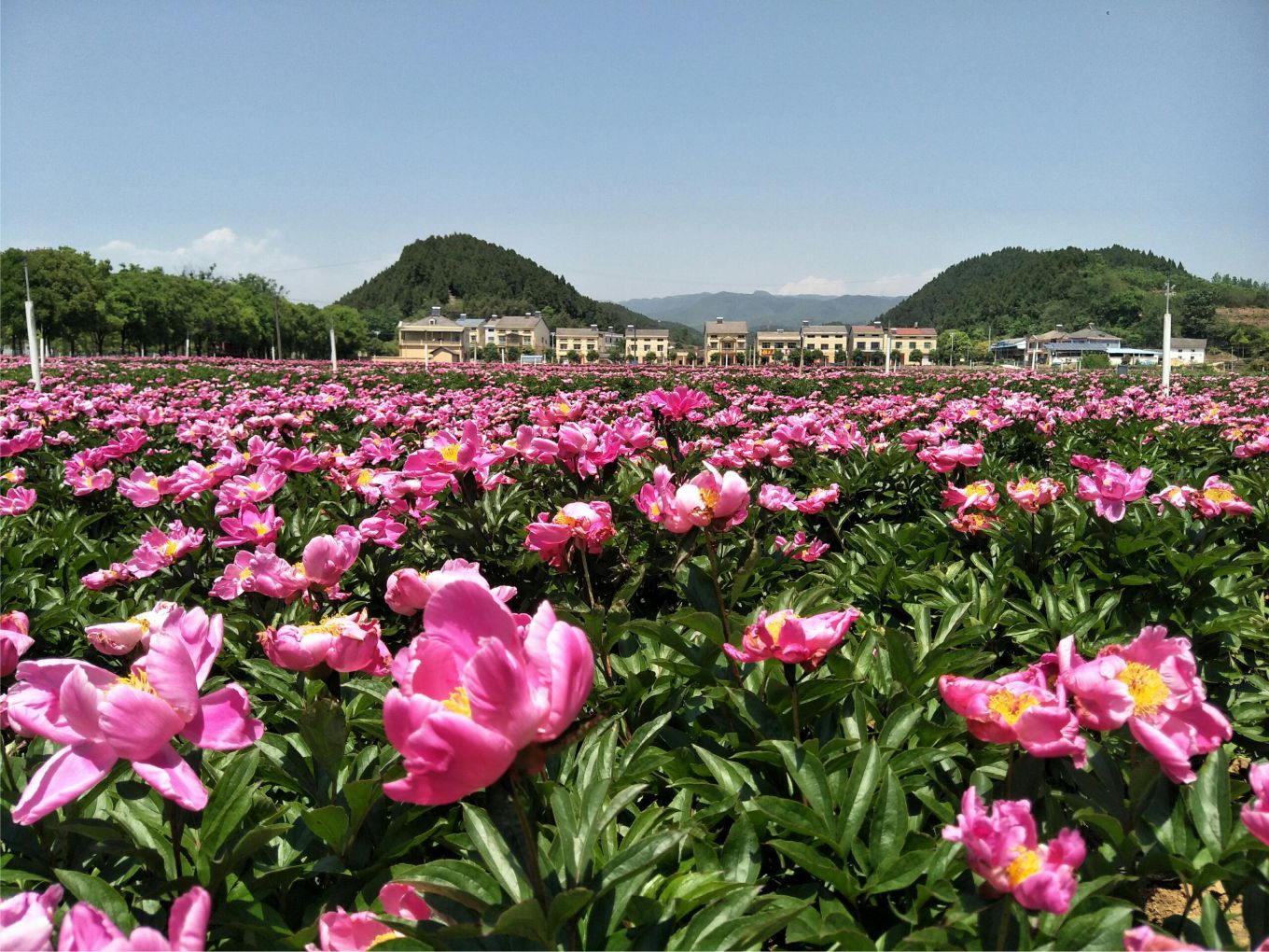 平村众赢，中药材原料出口，代用茶，平村众赢（湖北）药业有限公司