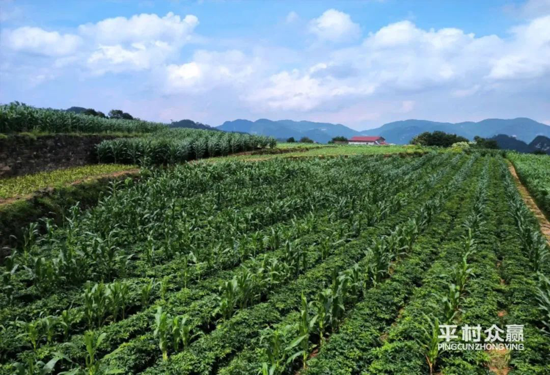 平村众赢，平村众赢（湖北）药业有限公司，平村众赢-公司新闻